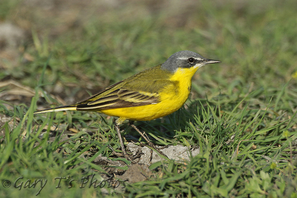 Yellow Wagtail (ssp dombrowskii possibly)