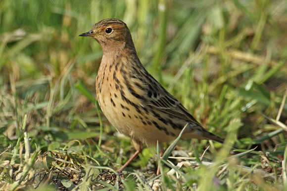 Red-throated Pipit (Adult Summer)