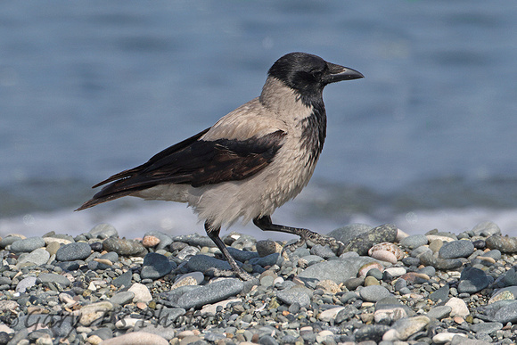 Hooded Crow (Adult)