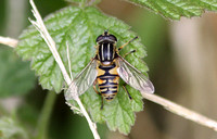 Sun Fly (Helophilus pendulas)