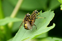 Sun Fly (Helophilus pendulas) - Pair