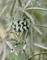 Thread-winged Antlion (Nemoptera sinuata)