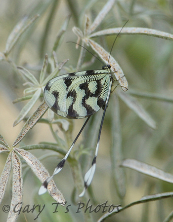 Thread-winged Antlion (Nemoptera sinuata)