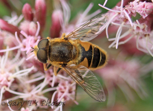 Drone Fly (Eristalis sp.)