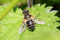 Drone Fly (Eristalis sp.)