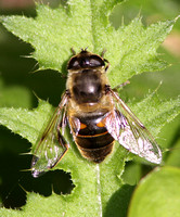 Eristalis sp. (Drone Fly)