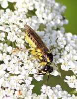 Green-legged Sawfly (Tenthredo mesomela)