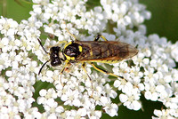 Sawfly - Green-legged Sawfly (Tenthredo mesomela)
