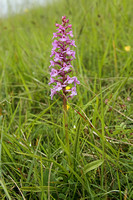 Fragrant Orchid (Gymnadenia conopsea)