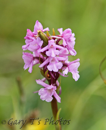 Fragrant Orchid (Gymnadenia conopsea)