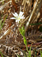 Greater Stitchwort (Stellaria holostea)