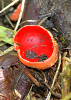 Scarlet Elf Cup (Sarcoscypha sp.)