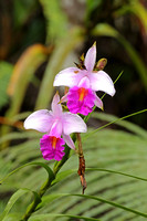 Bamboo Orchid (Arundina graminifolia)