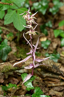 Violet Helleborine (Epipactis purpurata f. Rosea)
