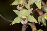 Violet Helleborine (Epipactis purpurata f. Rosea)