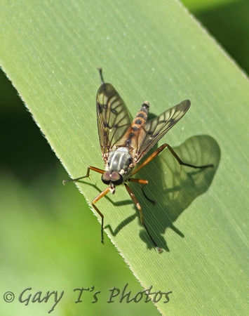 Snipe Fly (Rhagio scolopaceus)