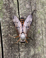 Snipe Fly (Rhagio scolopaceus)