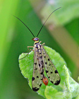 Scorpion Fly (Panorama communis or germanica)