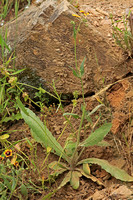 Spotted Rock-rose (Tuberaria guttata)