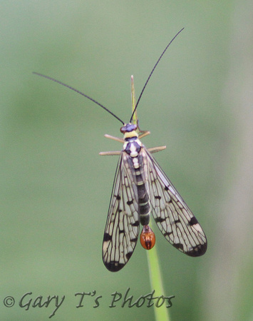 Scorpion Fly (Male)