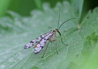 Scorpion Fly (Female)