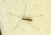 Cranefly (Tipulidae sp.)