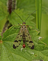 Scorpion Fly (Male)
