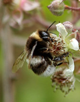 White-tailed Bumblebee (Bombus lucorum - Female)
