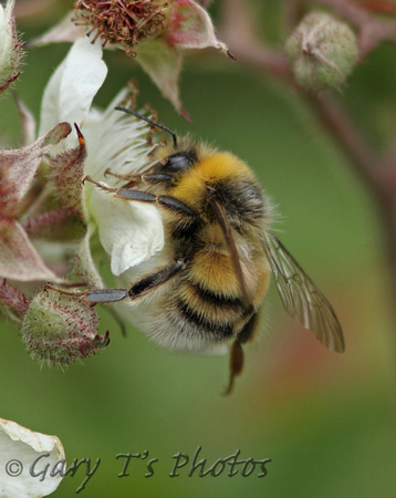 White-tailed Bumblebee (Bombus lucorum - Male)