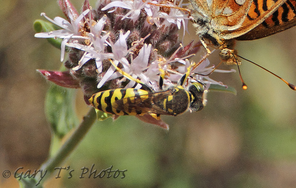 Sand Wasps (Stictiellina sp.)