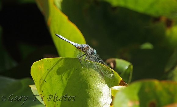 Blue Dasher (Pachydiplax longipennis-Male)