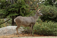 Mule Deer (Stag)