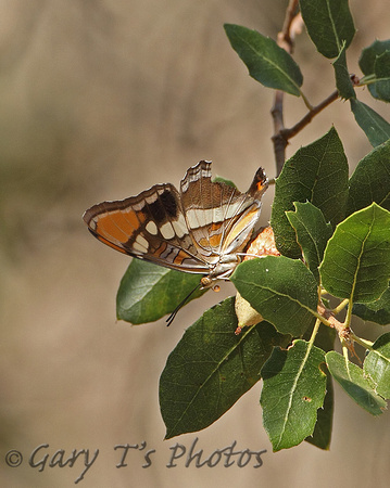 California Sister Butterfly (Adelpha bredowii californica)