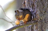Douglas Squirrel (Tamiasciurus douglasii)