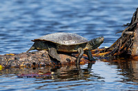 Common Map Turtle  (Graptemys geographica)