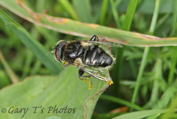 Eristalinus sepulchralis