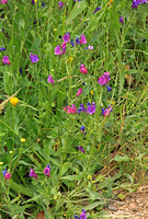 Purple Vipers Bugloss (Echium plantagineum)