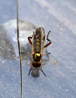 Soldier Fly - Dull Four-spined Legionnaire (Chorisops tibialis)