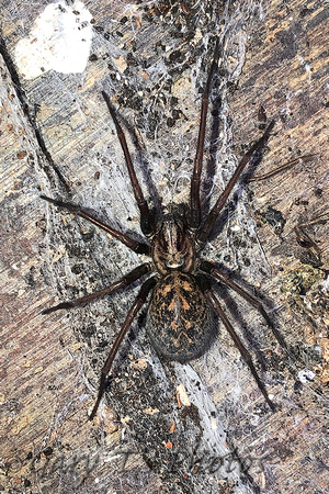 Giant House Spider (Eratigena sp.)