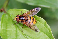 Volucella zonaria (Hornet Mimic Hoverfly)