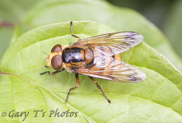 Hornet Mimic Hoverfly (Volucella zonaria)