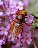 Hornet Mimic Hoverfly (Volucella zonaria)