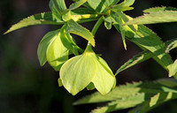Green Hellebore (Helleborus occidentalis)
