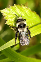 Ashy Mining Bee (Andrea cineraria - Female)