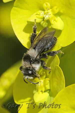 Ashy Mining Bee (Andrea cineraria - Female)