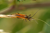 Meadow Plant Bug (Leptopterna dolabrata)