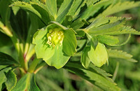 Green Hellebore (Helleborus occidentalis)