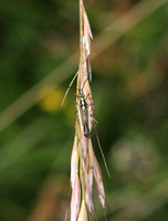 Meadow Plant Bug (Leptopterna dolobrata)