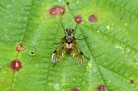 Snipefly - Black Snipefly (Chrysopilus cristatus)
