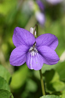 English Violet (Viola odorata)